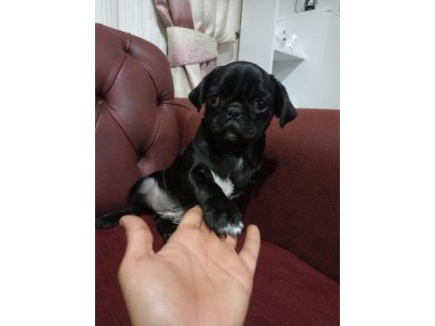 3 aylık siyah pug günü gelen aşıları yapıldı