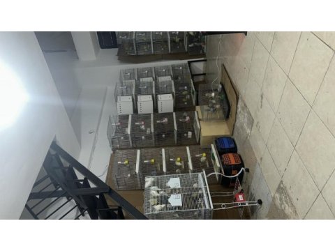Yavru yetişkin 100 adet toplam sevda papağanı var