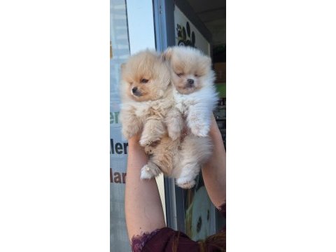 Pomeranian boo yavrular