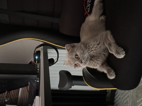 Scottish fold kedimiz