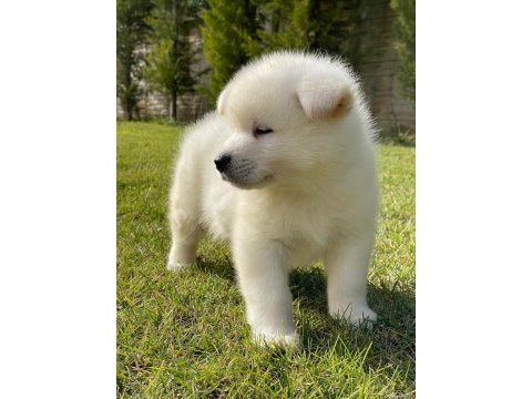 Japon akita ınu yavrulari istanbul 