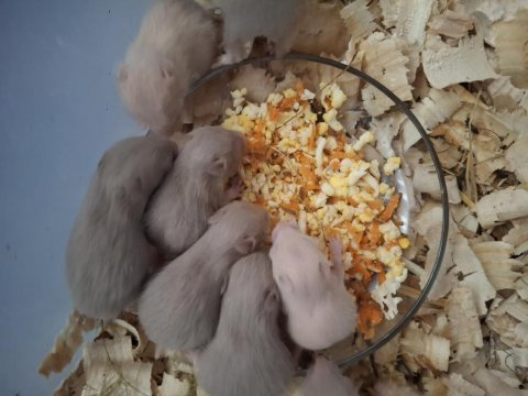 Yavru hamster ve yavru tavşan