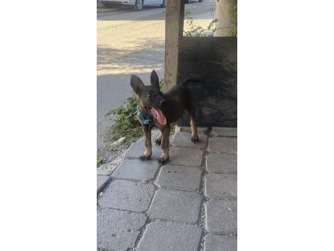 Belçika kurdu 2 aylık