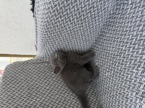 Orjinal british shorthair yavrusu