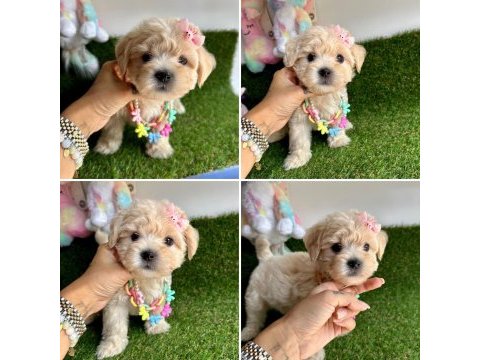 Mini mini güzel maltipoo bebekler