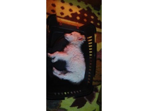 Dünya güzeli köpeğimiz arya
