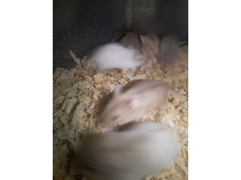 Hamster gonzales ve suriye