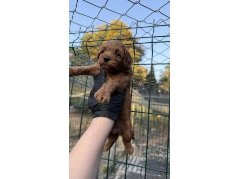 Red brown maltipoo yavrum