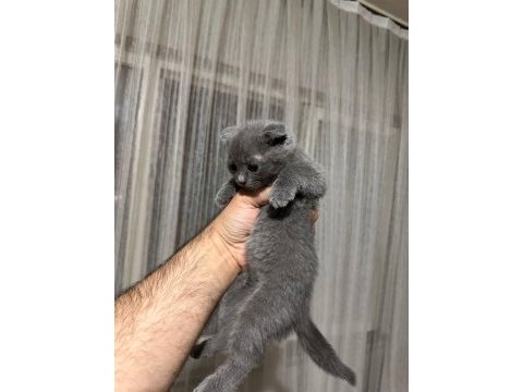 3 erkek scottish fold yavrum