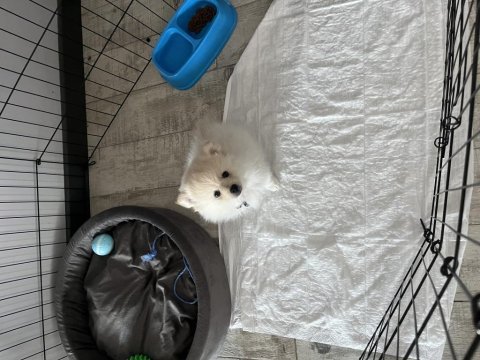 8 aylık pomeranian