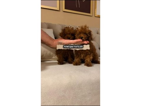 Orjinal kore poodle köpekler