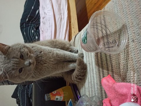 Lilac erkek british shorthair