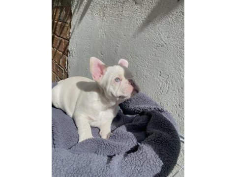 A kalite french bulldog yavrularımız teslime hazır