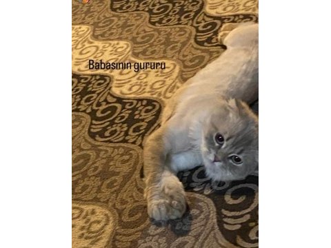 Tüy dökmez aşıları tam yapılmış scottish fold