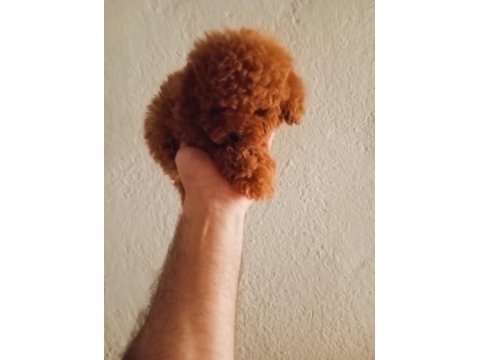 Poodle yavrularımız mini ve toy boy renk renk
