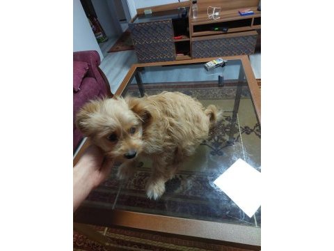Maltipoo dişi yavru köpeğimiz