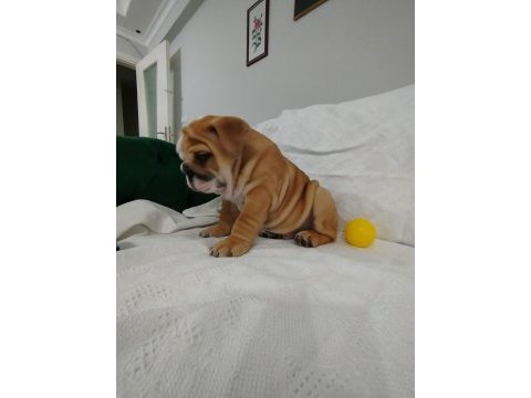 Anatomi harikası ingiliz bulldog bebekler