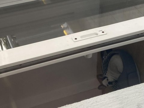 Ücretsiz sahiplendirme 11 aylık fransız bulldog
