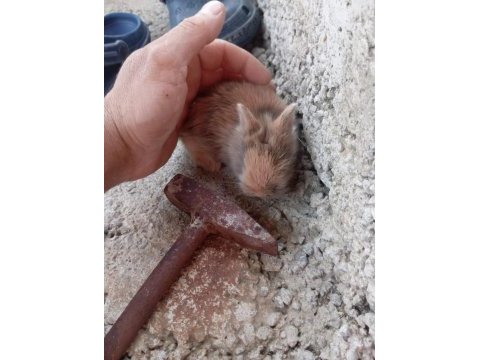 Cüce tavşan