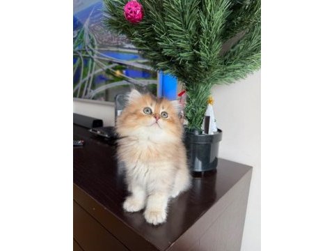 Golden british longhair