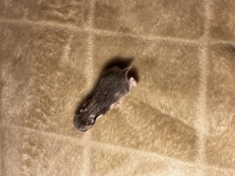 Yavru suriye hamster