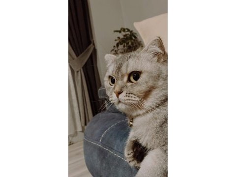Scottish fold