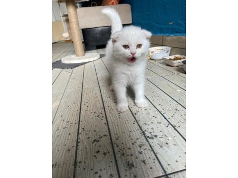 Kediler yeni yuvalarını arıyorlar