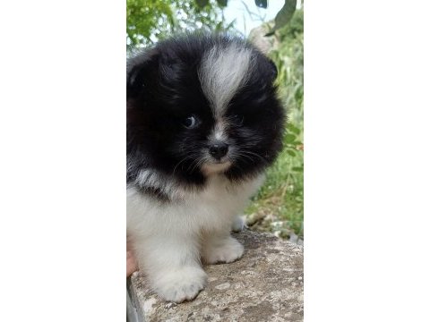 Garantili ayı surat pomeranian erkek
