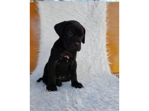 A scr kıf fcı belgeli cane corso yavrular