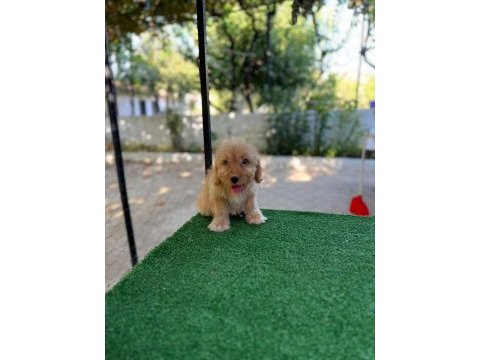Maltipoo güzellikler mama karşılığında verilecektir