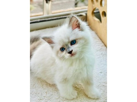 Yurtdışından anne ve baba şecereli ragdoll yavru kediler