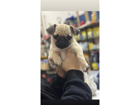 Hamburger surat gül kuyruk pug mops yavrular