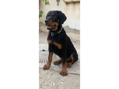 Afyon merkez 7 aylık erkek rottweiler