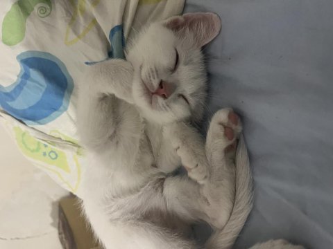 2,5 aylık kediler
