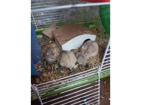 Kahverengi hamster yavrular