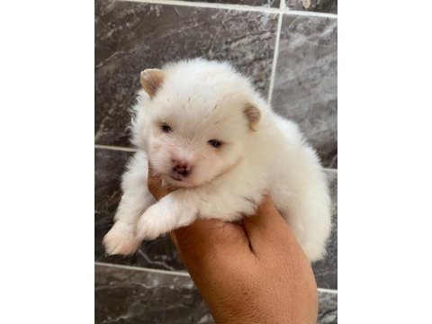 Orjinal ayı surat pomeranian booo yavrular