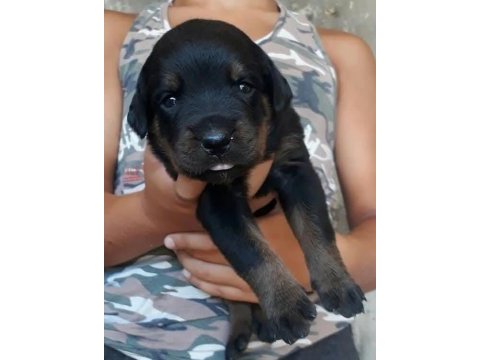 Rottweiler yavrular