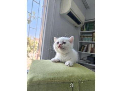 Kedimize çok uyguna vereceğim