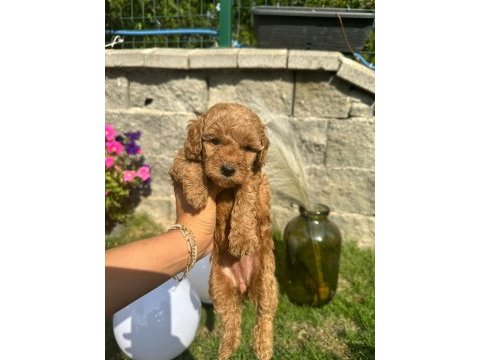 Red brown poodle yavrularım