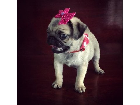 Pug mops bebekler