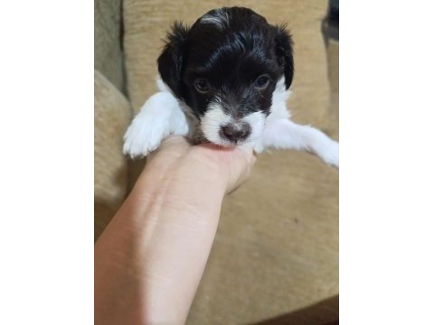 Terrier yavrularımıza acil yuva aranıyor
