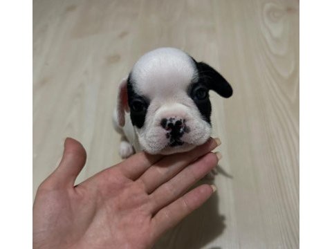 Akıllı french bulldog oyun köpeği