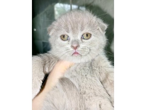 Sevimli scottish fold minnaklar