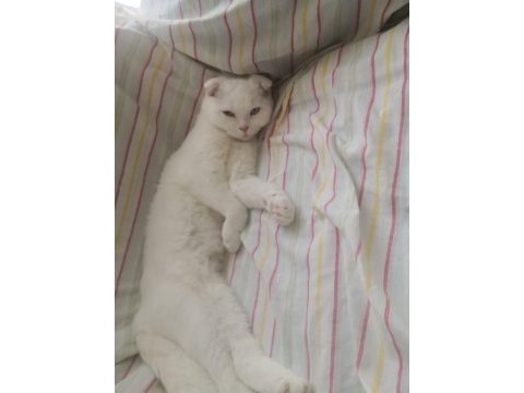1 yaşında scottish shorthair