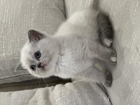 Bluepoint scottish fold yavrular
