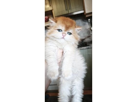 Show kalite dişi british longhair