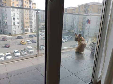 French bulldog