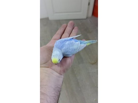 Alıştırmalık rainbow ve çek muhabbet kuşu yavrular