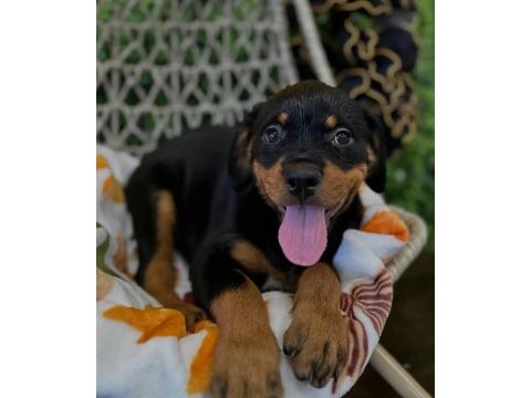 Rottweiler bebekler kapınıza kadar teslim ediyoruz