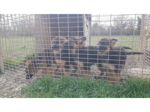 Alman çoban köpeği 4 aylık erkek